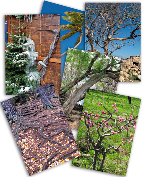 Дерево как образ человека