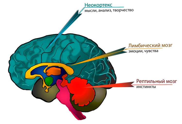 Триединый мозг