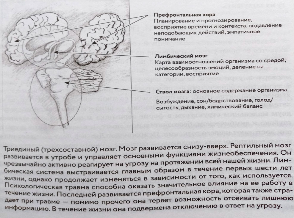Мозг и травма Мозг и травма