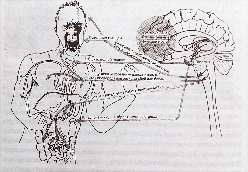 Мозг и травма Мозг и травма