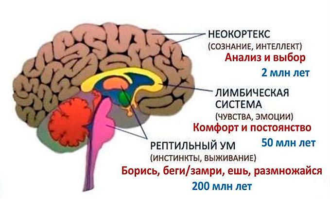 Соматический подход Питера Левина